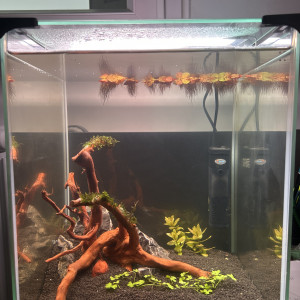Publication de NicoAquarium