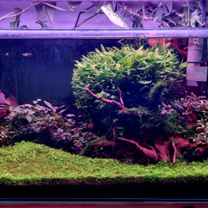 Bac 80L Galaxy Néo et Japonica
