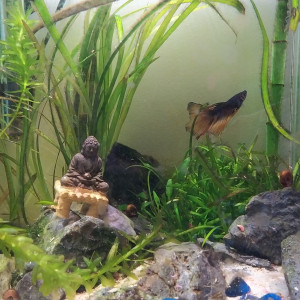 Connor McLeod le Betta