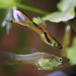 Guppys wingei