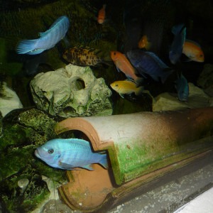 Cichlidés