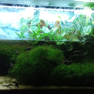 Publication de Amphibiantails