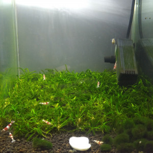 crevettes