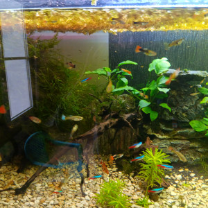 Aqua guppy