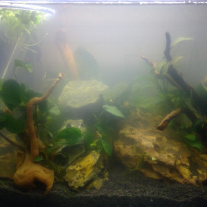 Aquarium 38 L