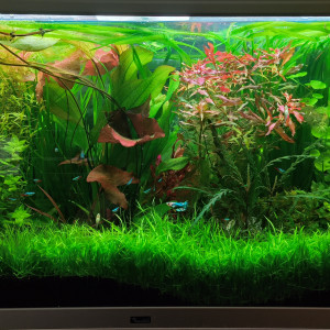 Florascape