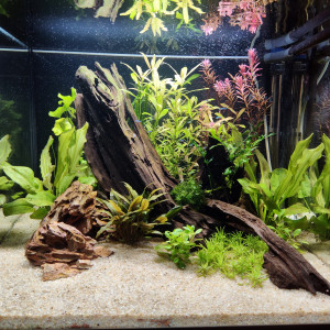 Amazonien ou presque