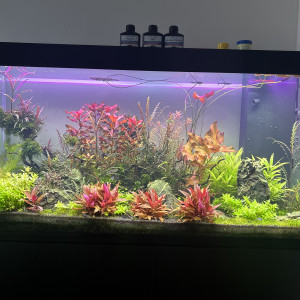 Publication de NicoAquarium