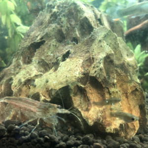 Recherche don crevettes