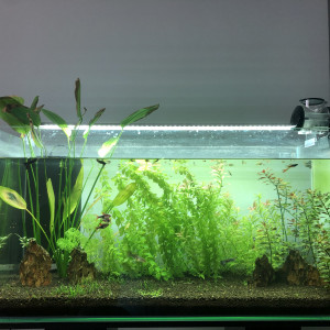 Bac 120L Aquascaping