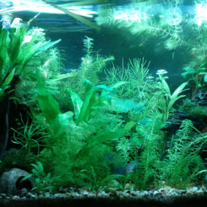 125l Bois