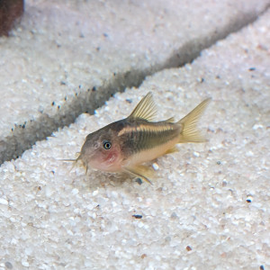 Corydoras lazer gold CW10