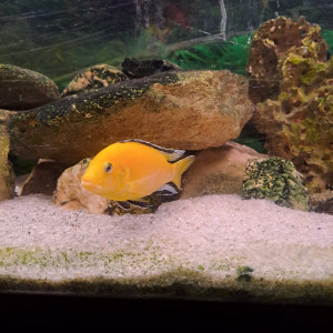 labidochromis