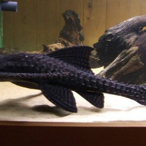 Acanthicus hystrix