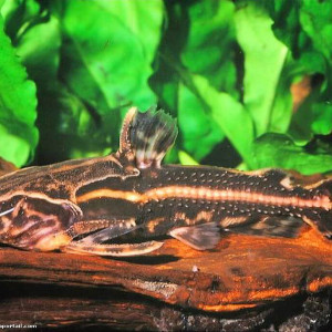 Acanthodoras cataphractus