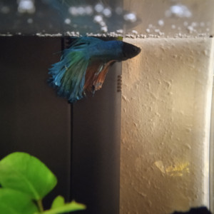 URGENT Donne lot poissons + aquarium
