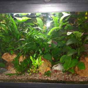 pH 6
