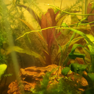 Nano aquarium betta