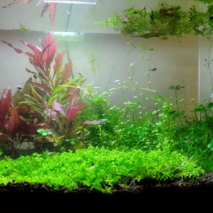 Aquarium 48 litres