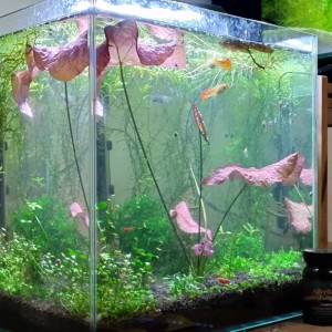 Aquarium 33 litres