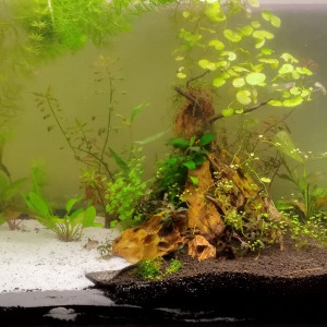 Aquarium 240 litres