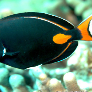 Acanthurus achilles