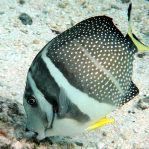 Acanthurus guttatus
