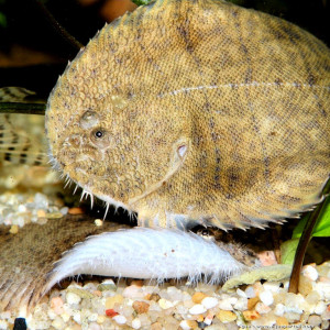Achirus achirus