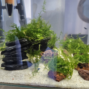 Nano crevette Blue Diamond