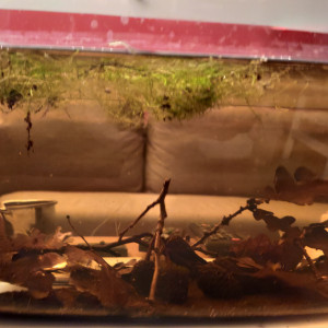 Bac 8l Ostracodes et Utricularia gibba
