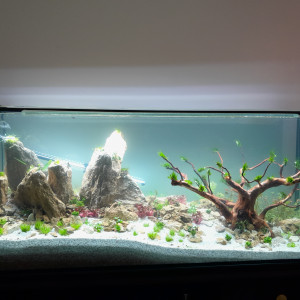 Aquael 240 litres
