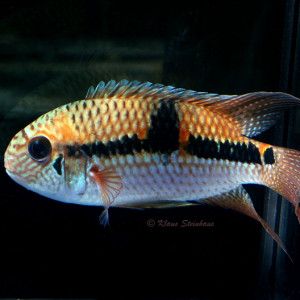 Aequidens diadema