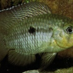 Aequidens hoehnei
