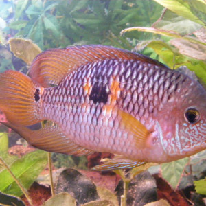 Aequidens metae