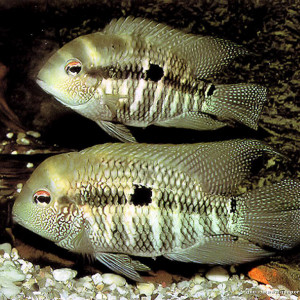Aequidens michaeli