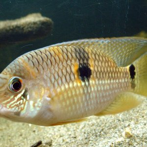 Aequidens pallidus