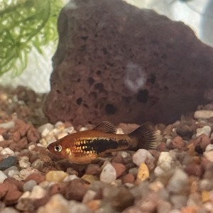 Platy