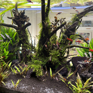 Publication de Rasbora34