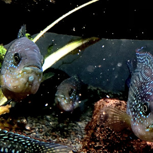 Poisson Jack Dempsey