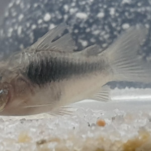 Publication de 2poissons