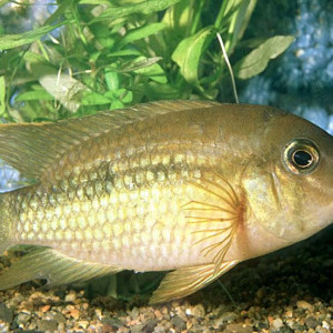 Aequidens potaroensis