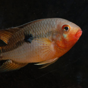 Aequidens tetramerus