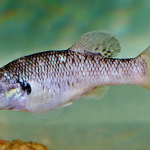 Allodontichthys polylepis