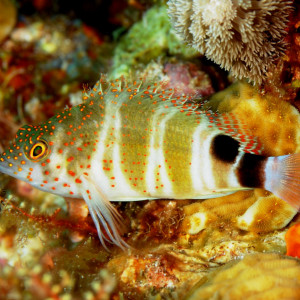 Amblycirrhitus pinos