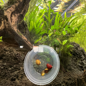 Publication de Rasbora34