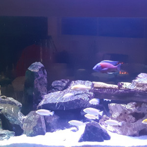 Publication de Aquapassion34410