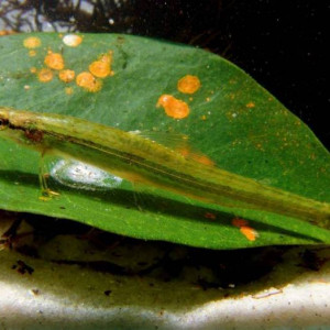 Ammocryptocharax elegans  