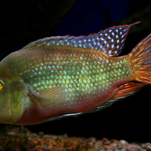 Amphilophus alfari