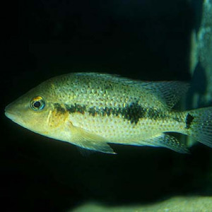 Amphilophus calobrensis