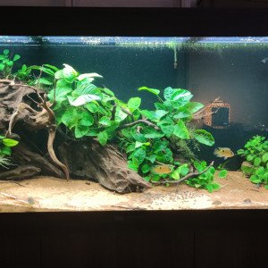 Aquarium Américain